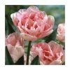 Tulip 'Angelique' | Pack of 7 Bulbs