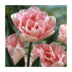 Tulip 'Angelique' | Pack of 7 Bulbs