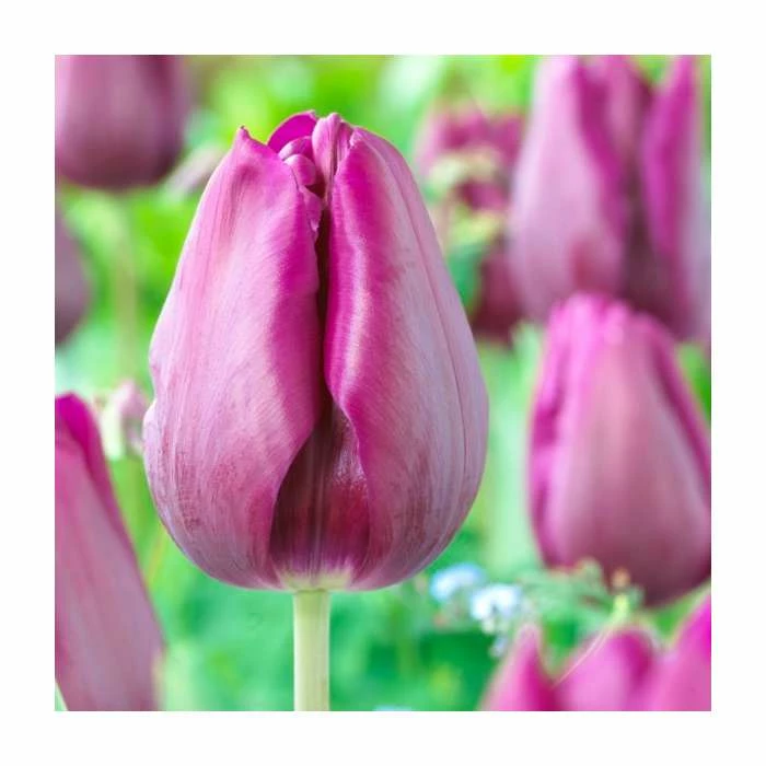 Bulb Garden Mix XXL Collection | Pack of 125 Bulbs 2 Bulb Garden Mix XXL Collection | Pack of 125 Bulbs - Image 2