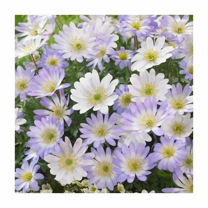 Bulb Garden Mix XXL Collection | Pack of 125 Bulbs 4 Bulb Garden Mix XXL Collection | Pack of 125 Bulbs - Image 4