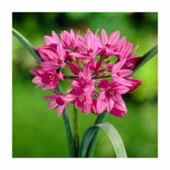 Bulb Garden Mix XXL Collection | Pack of 125 Bulbs 9 Bulb Garden Mix XXL Collection | Pack of 125 Bulbs -Pink Plants Shop BU0837 add image 4 d3ca