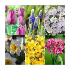 Bulb Garden Mix XXL Collection | Pack of 125 Bulbs