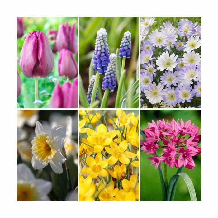Bulb Garden Mix XXL Collection | Pack of 125 Bulbs 1 Bulb Garden Mix XXL Collection | Pack of 125 Bulbs