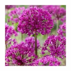 Happy Butterfly Collection | Pack of 40 Bulbs -Pink Plants Shop BU0841 add image 2 e34f