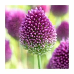 Happy Butterfly Collection | Pack of 40 Bulbs -Pink Plants Shop BU0841 add image 3 ff28
