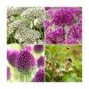 Happy Butterfly Collection | Pack of 40 Bulbs