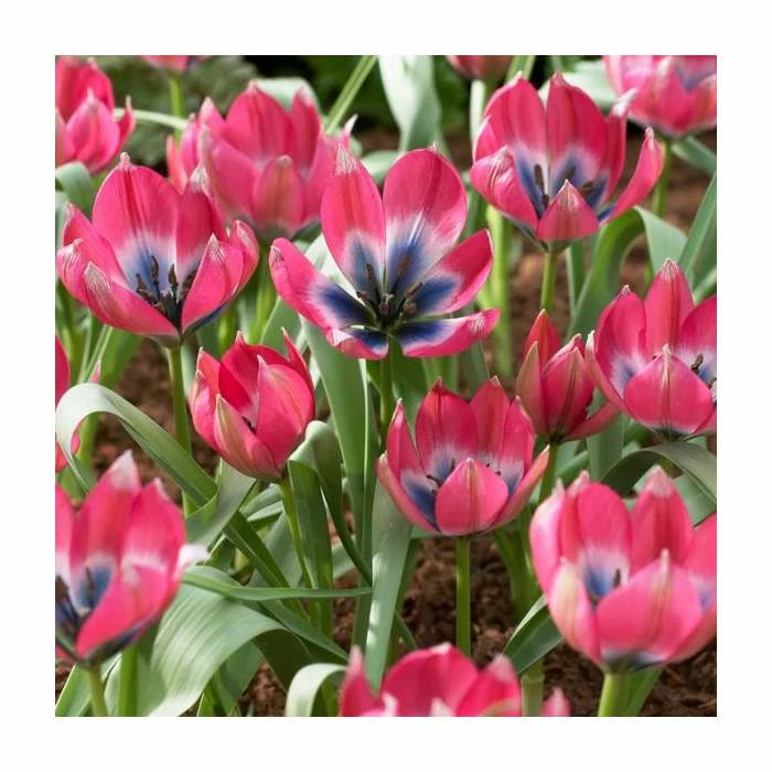 Violet Friends Collection | Pack of 50 Bulbs 2 Violet Friends Collection | Pack of 50 Bulbs - Image 2