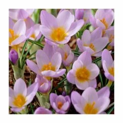 Violet Friends Collection | Pack of 50 Bulbs 9 Violet Friends Collection | Pack of 50 Bulbs -Pink Plants Shop BU0843 add image 3 f4eb