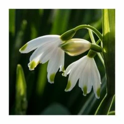 Violet Friends Collection | Pack of 50 Bulbs 11 Violet Friends Collection | Pack of 50 Bulbs -Pink Plants Shop BU0843 add image 5 87ef