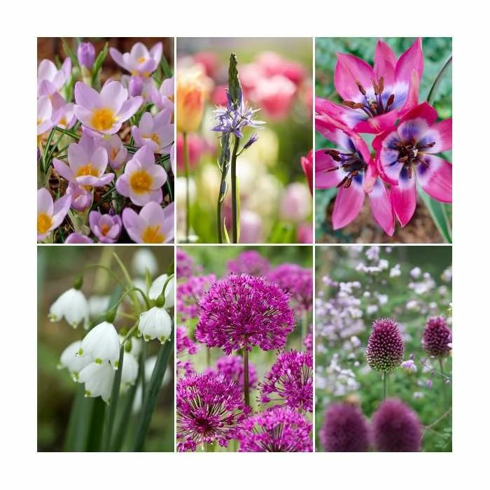 Violet Friends Collection | Pack of 50 Bulbs 1 Violet Friends Collection | Pack of 50 Bulbs