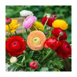 Ranunculus Mix | Pack of 50 Bulbs