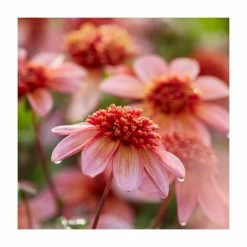 Dahlia 'Totally Tangerine' Bulb | Top Size