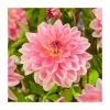 Dahlia 'Jowey Gipsey' Bulb | Top Size