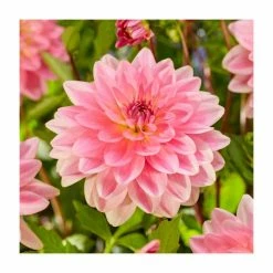 Dahlia 'Jowey Gipsey' Bulb | Top Size
