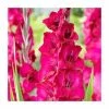 15 Gladiolus 'Fairytale Pink' Bulbs| Top Size