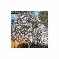 Magnolia soulangeana 10 Magnolia soulangeana -Pink Plants Shop P20001 add image 3 9ce4