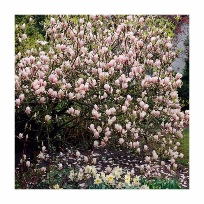 Magnolia soulangeana 1 Magnolia soulangeana