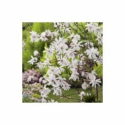 Magnolia stellata -Pink Plants Shop P20002 add image 1 d16e