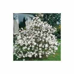 Magnolia stellata -Pink Plants Shop P20002 add image 2 deca