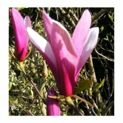 Magnolia 'Susan' -Pink Plants Shop P20003 add image 1 92f3