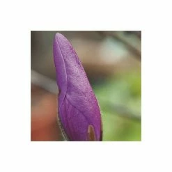 Magnolia 'Susan' -Pink Plants Shop P20003 add image 2 d8b0