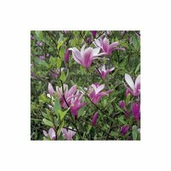Magnolia 'Susan' -Pink Plants Shop P20003 add image 3 54f9