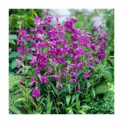 Penstemon Collection | 4 x 10.5cm Pots -Pink Plants Shop P5000COL11 add image 2 ad34