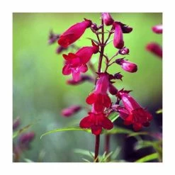 Penstemon Collection | 4 x 10.5cm Pots -Pink Plants Shop P5000COL11 add image 3 a703