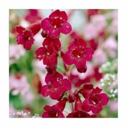 Penstemon Collection | 4 x 10.5cm Pots -Pink Plants Shop P5000COL11 add image 4 949f