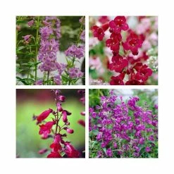 Penstemon Collection | 4 x 10.5cm Pots