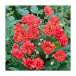 Early Spring Perennials Collection | 4 x 10.5cm Pots -Pink Plants Shop P5000COL12 add image 1 8f50