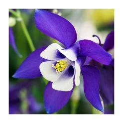 Early Spring Perennials Collection | 4 x 10.5cm Pots -Pink Plants Shop P5000COL12 add image 2 5b0c