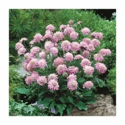 Early Spring Perennials Collection | 4 x 10.5cm Pots -Pink Plants Shop P5000COL12 add image 3 0467