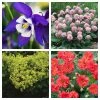 Early Spring Perennials Collection | 4 x 10.5cm Pots