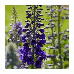 Cottage Garden Perennial Collection | 4 x 10.5cm Pots -Pink Plants Shop P5000COL14 add image 3 6420