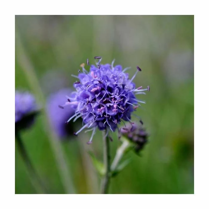 Pink and Purple Perennials Collection | 4 x 10.5cm Pots 2 Pink and Purple Perennials Collection | 4 x 10.5cm Pots - Image 2