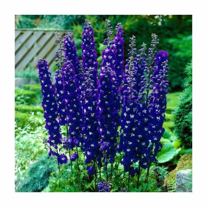 Pink and Purple Perennials Collection | 4 x 10.5cm Pots 4 Pink and Purple Perennials Collection | 4 x 10.5cm Pots - Image 4