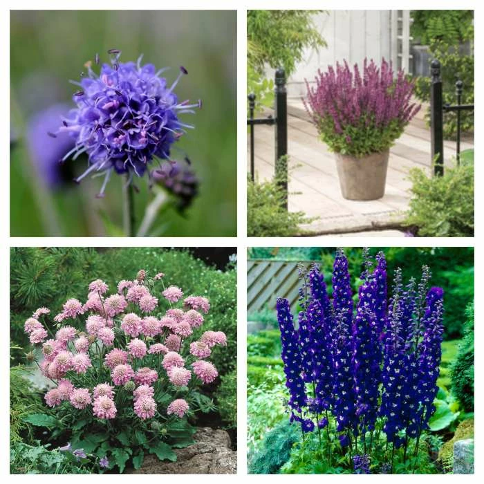 Pink and Purple Perennials Collection | 4 x 10.5cm Pots 1 Pink and Purple Perennials Collection | 4 x 10.5cm Pots