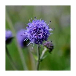 Loved by Pollinators Perennial Collection | 4 x 10.5cm Pots -Pink Plants Shop P5000COL17 add image 3 5e1a