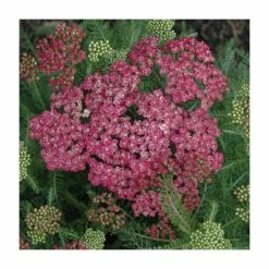 Loved by Pollinators Perennial Collection | 4 x 10.5cm Pots -Pink Plants Shop P5000COL17 add image 4 9657