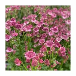 Astrantia Collection | 4 x 1L Pots -Pink Plants Shop P5000COL18 add image 2 eb9b