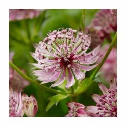 Astrantia Collection | 4 x 1L Pots -Pink Plants Shop P5000COL18 add image 3 9af6