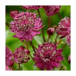 Astrantia Collection | 4 x 1L Pots -Pink Plants Shop P5000COL18 add image 4 1652