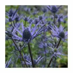 Unique Perennial Collection | 4 x 1L Pots -Pink Plants Shop P5000COL19 add image 2 0c99