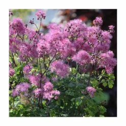 Unique Perennial Collection | 4 x 1L Pots -Pink Plants Shop P5000COL19 add image 3 f4e3