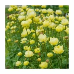 Unique Perennial Collection | 4 x 1L Pots -Pink Plants Shop P5000COL19 add image 4 924f