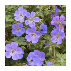 Loved by Pollinators Perennial Collection | 4 x 1L Pots 7 Loved by Pollinators Perennial Collection | 4 x 1L Pots -Pink Plants Shop P5000COL20 add image 2 97f7