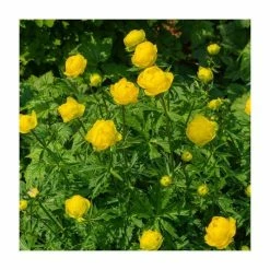 Loved by Pollinators Perennial Collection | 4 x 1L Pots 8 Loved by Pollinators Perennial Collection | 4 x 1L Pots -Pink Plants Shop P5000COL20 add image 3 a8f6