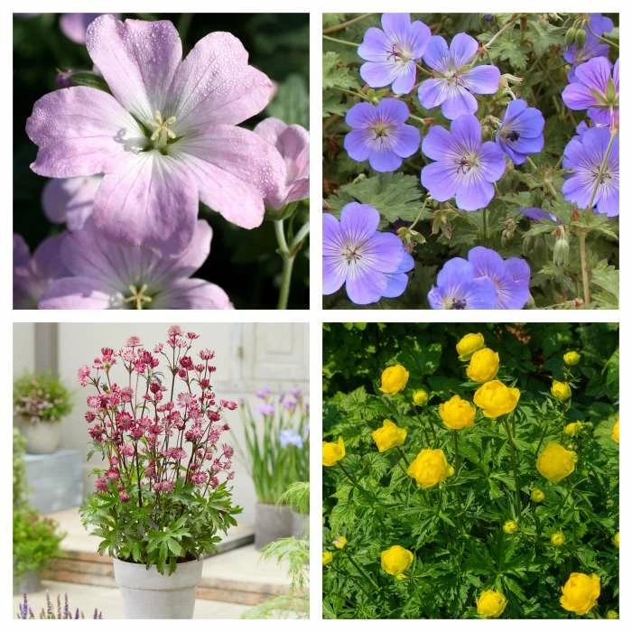 Loved by Pollinators Perennial Collection | 4 x 1L Pots 1 Loved by Pollinators Perennial Collection | 4 x 1L Pots