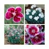 8 x Dianthus Alpine Plants | Fun and Fragrant Collection | 1L Pots